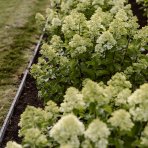 Hortenzia metlinatá (Hydrangea paniculata) ´LIVING LITTLE PASSION´® by LIVING CREATIONS® výška 20-30 cm, kont. C1,5L